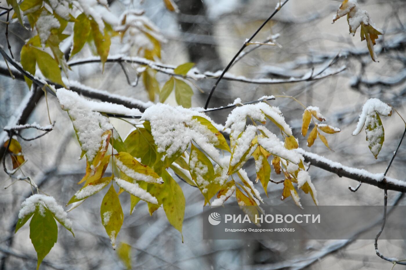 Снег в Москве