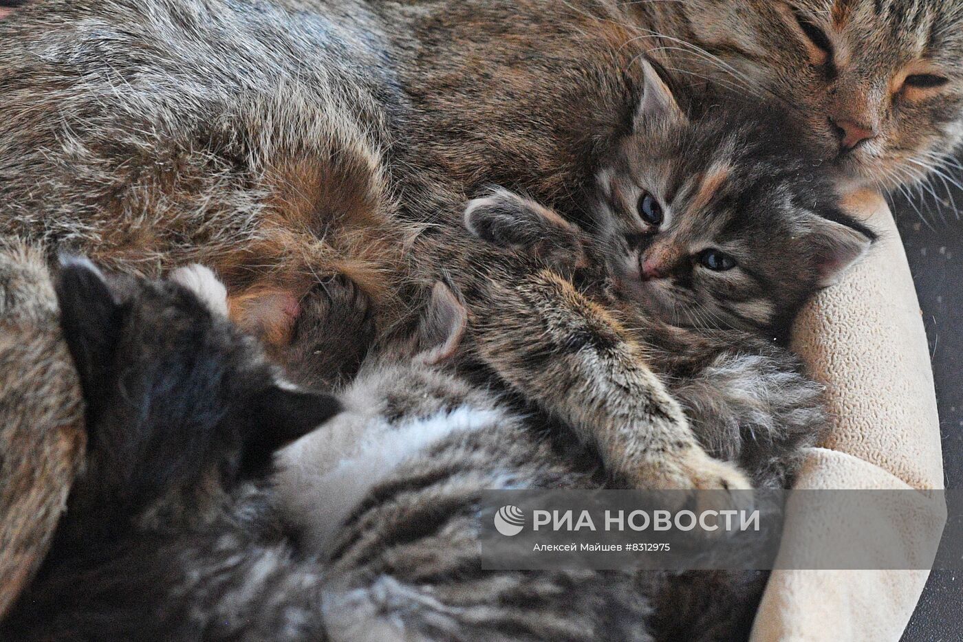 Работа приюта для кошек в Донецке