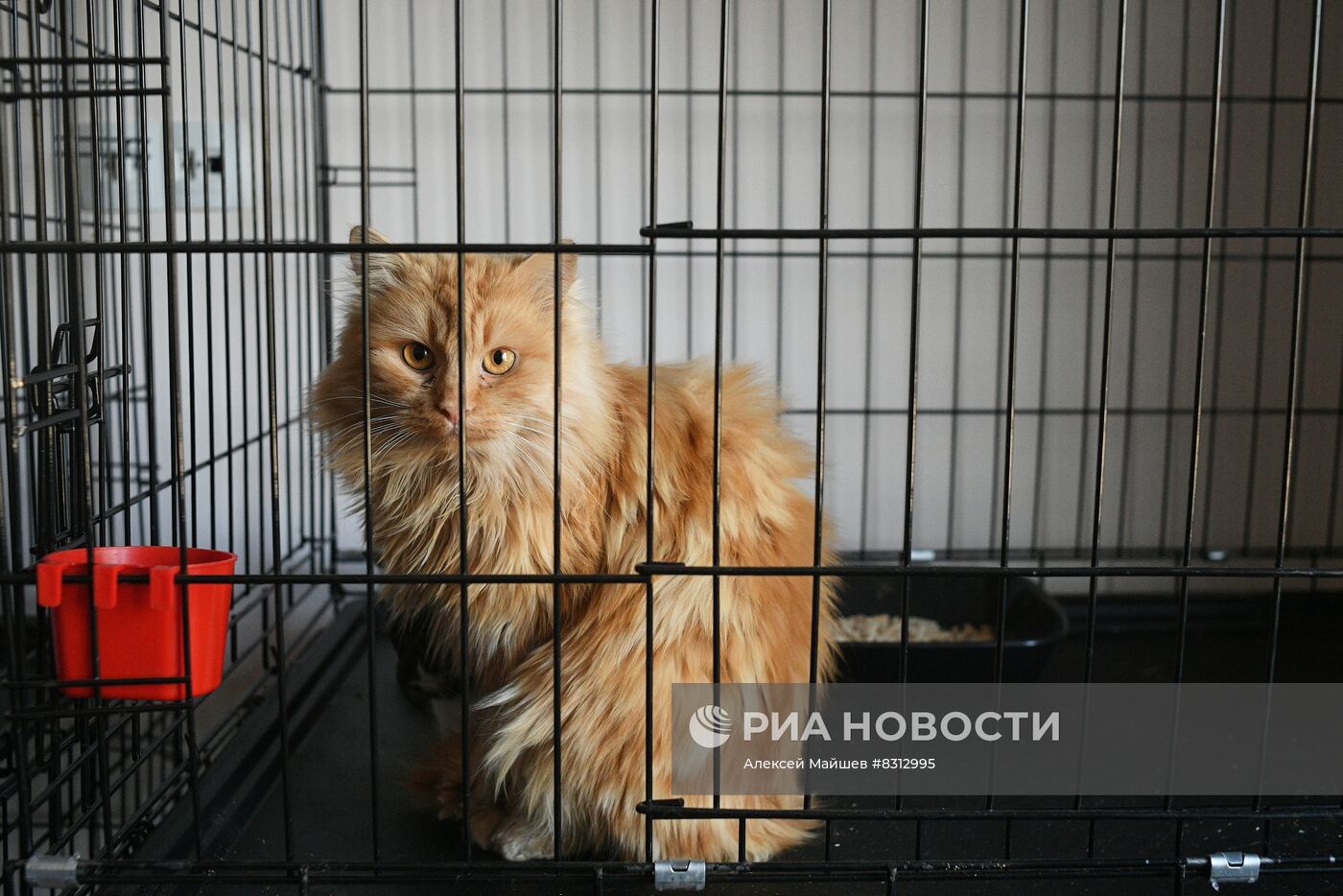 Работа приюта для кошек в Донецке