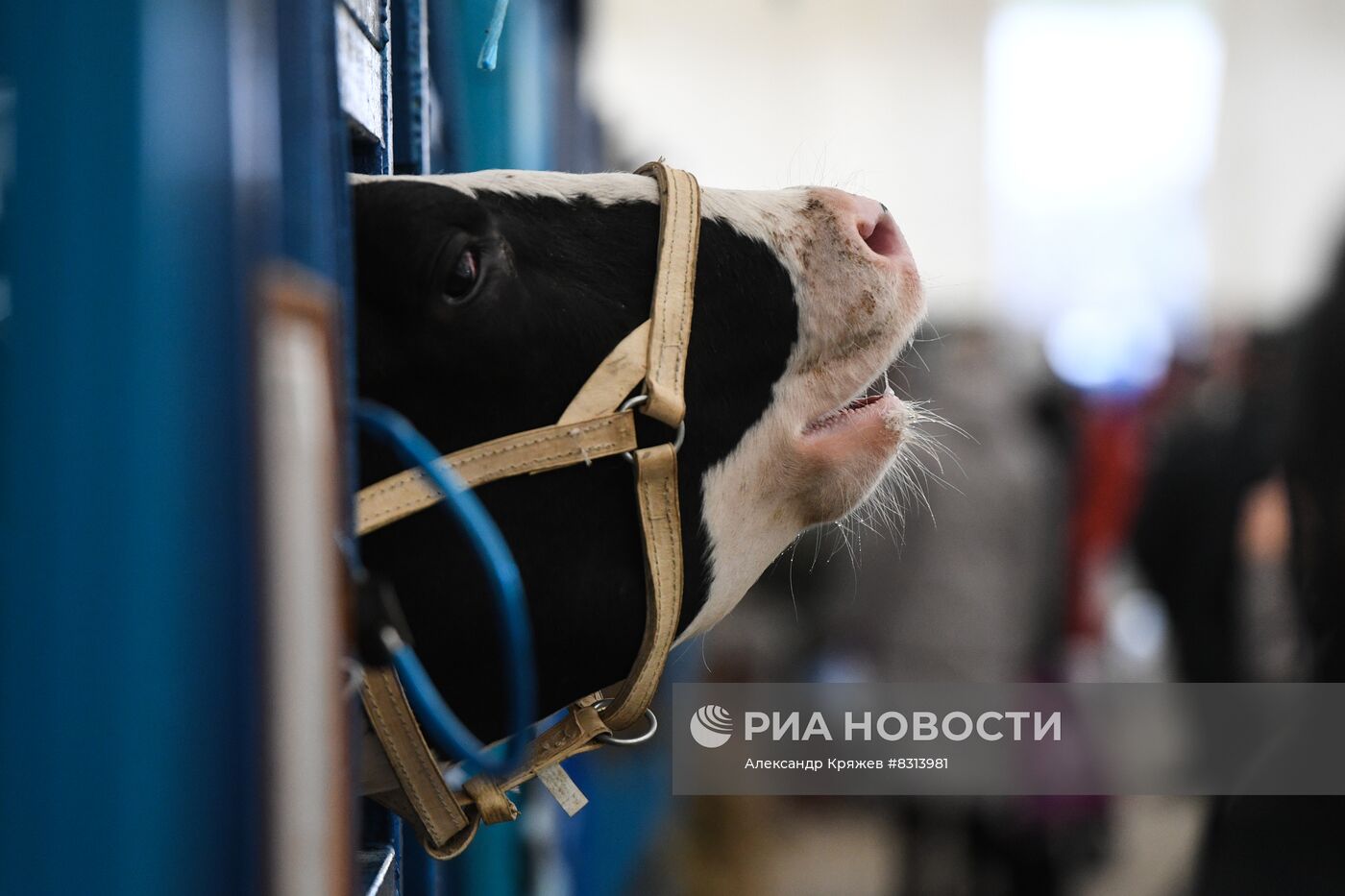 Выставка племенных животных "Сила Сибири - 2022" в Новосибирске