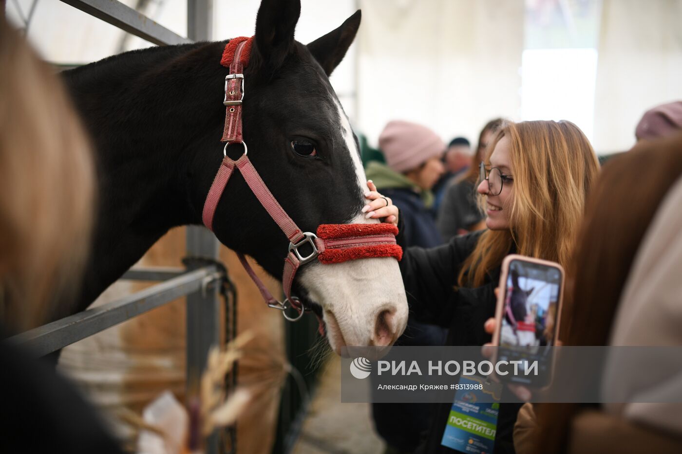 Выставка племенных животных 