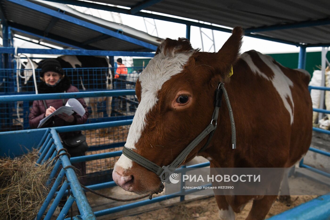 Выставка племенных животных "Сила Сибири - 2022" в Новосибирске