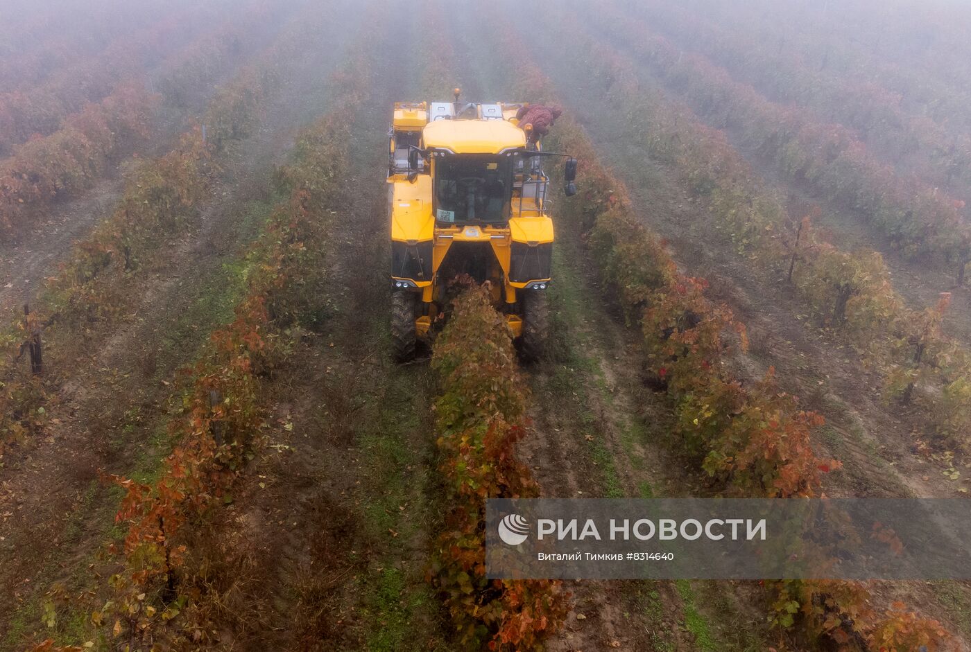 Сбор урожая винограда в Краснодарском крае | РИА Новости Медиабанк