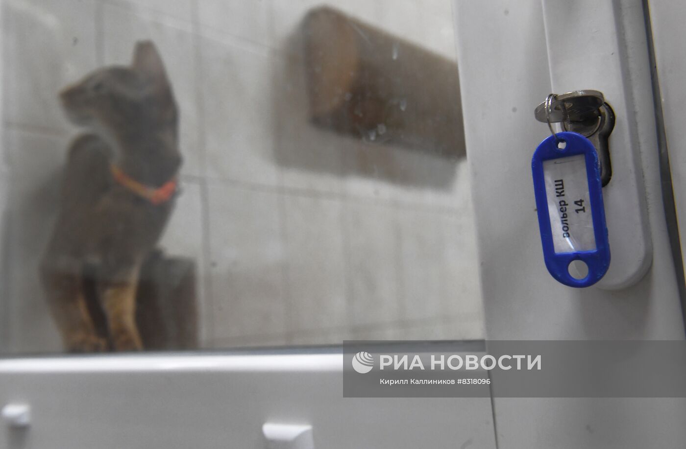 Производство кормов для домашних животных 