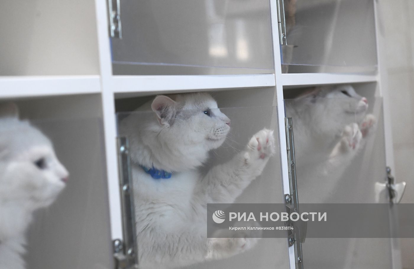 Производство кормов для домашних животных 
