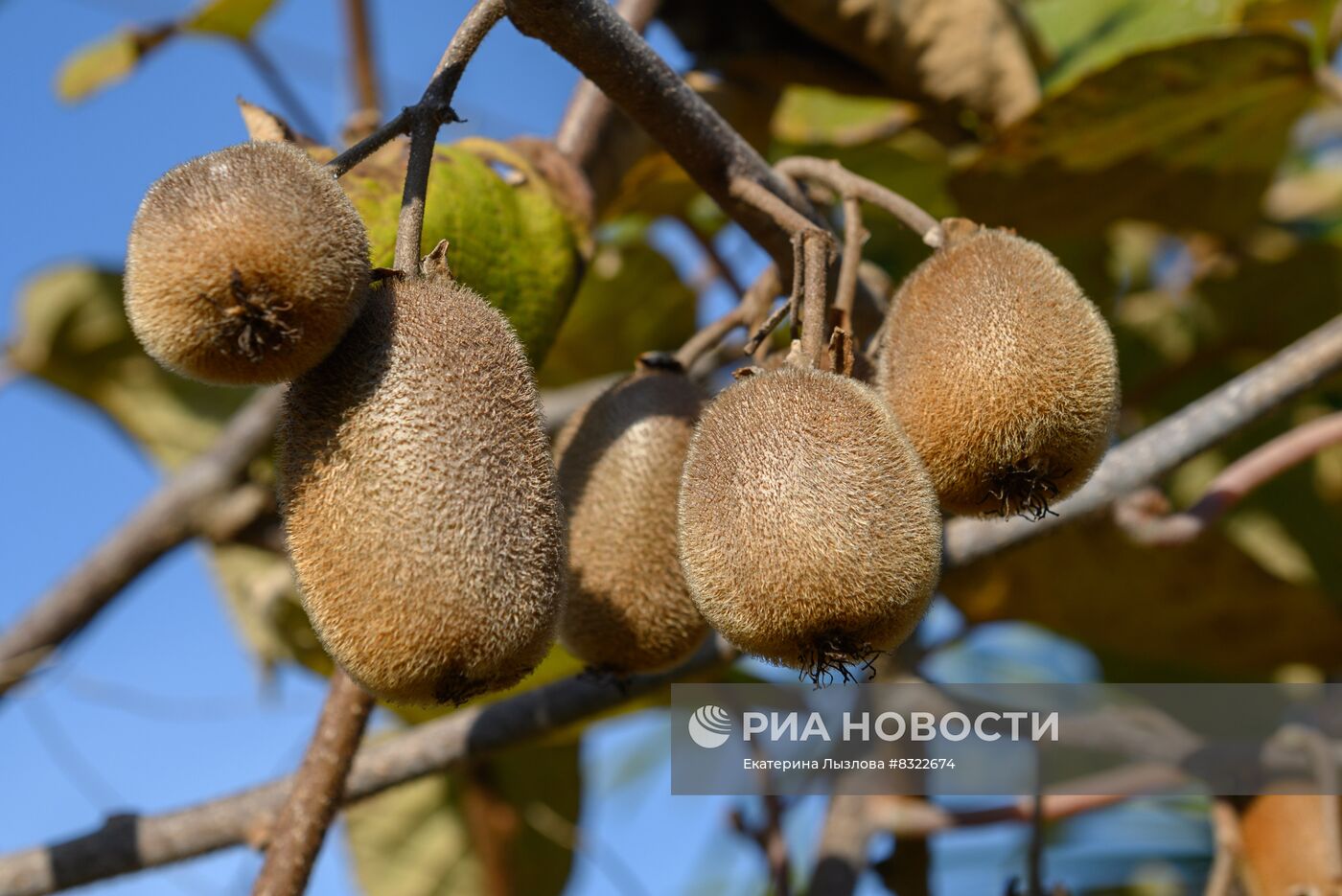 Сбор киви в Сочи