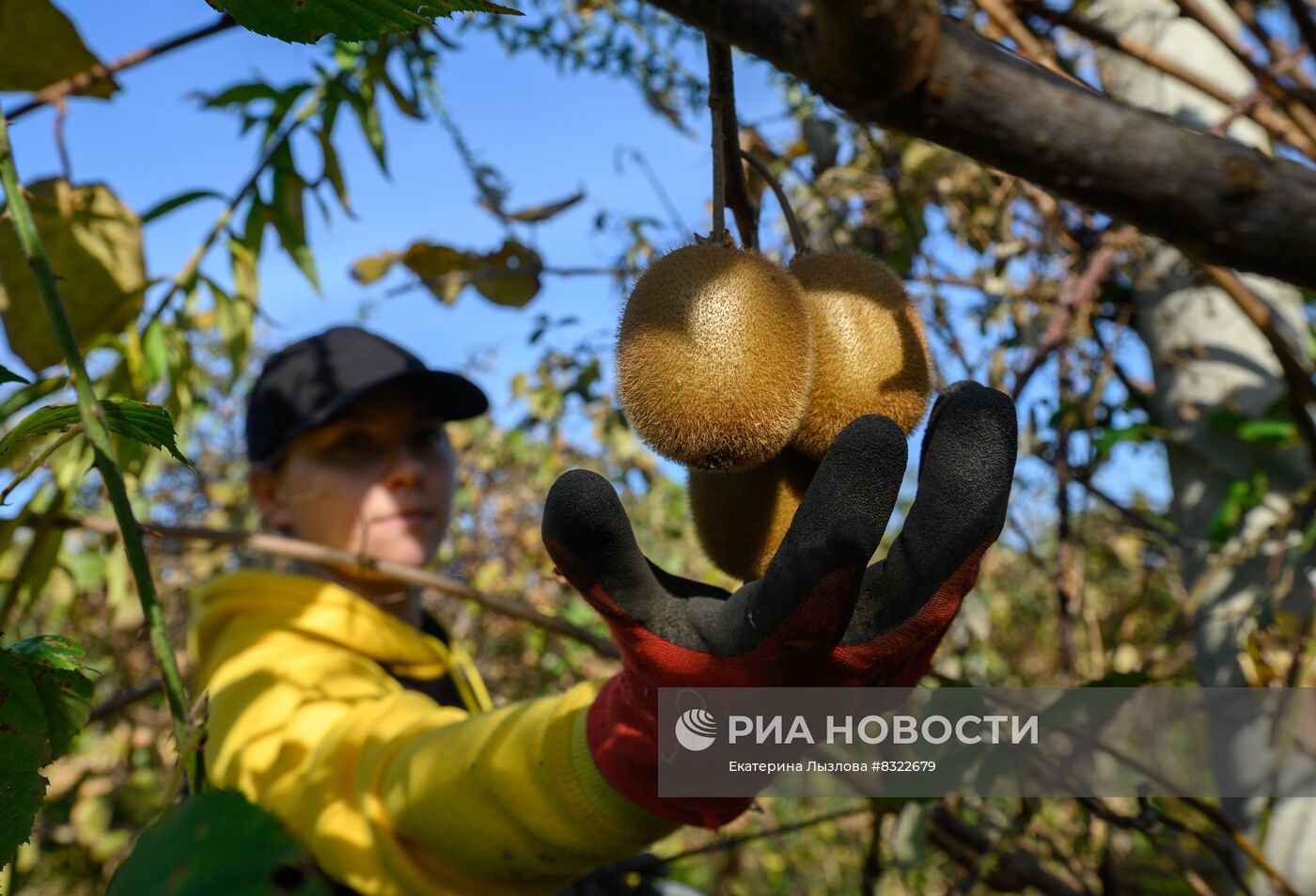 Сбор киви в Сочи