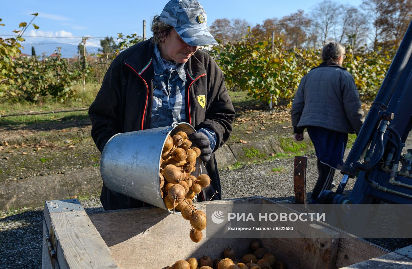 Сбор киви в Сочи