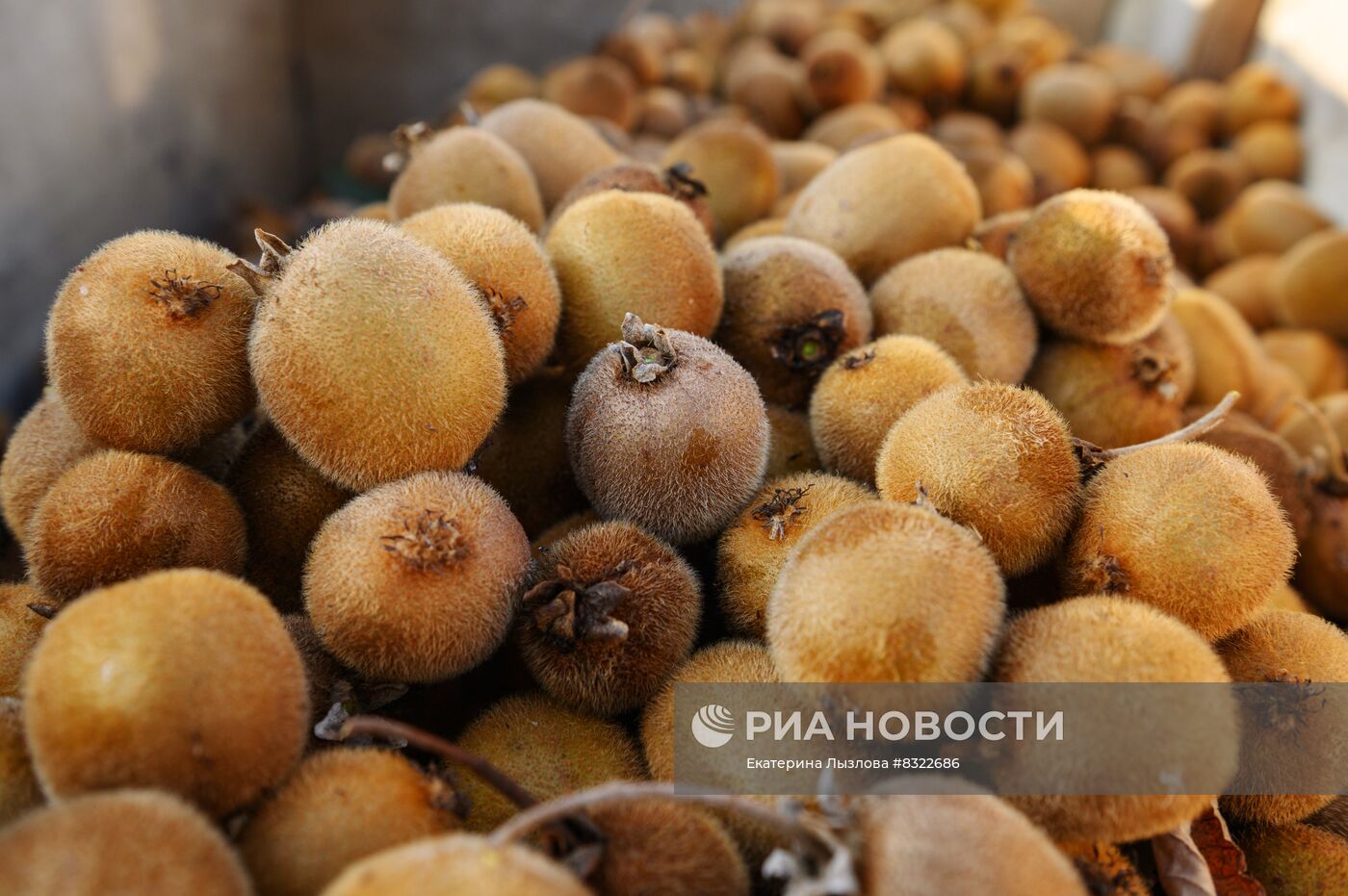 Сбор киви в Сочи