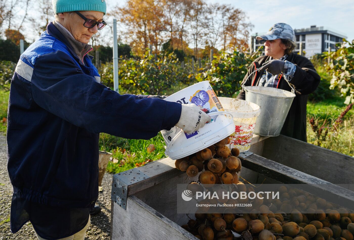 Сбор киви в Сочи