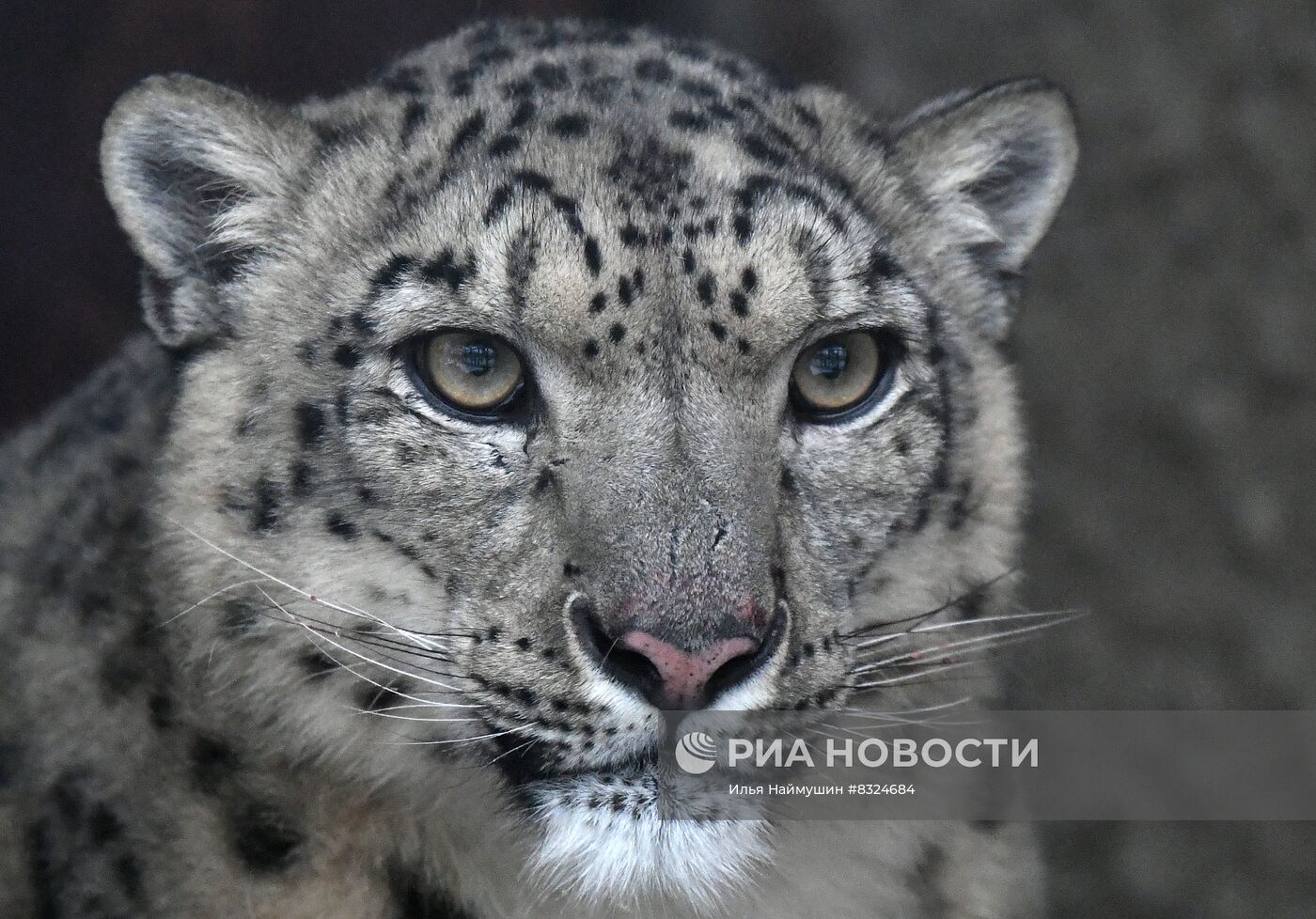 В парк флоры и фауны "Роев ручей" привезли самку снежного барса