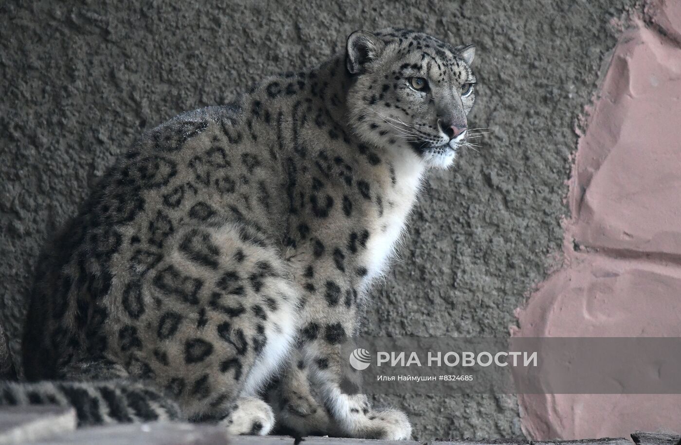 В парк флоры и фауны "Роев ручей" привезли самку снежного барса