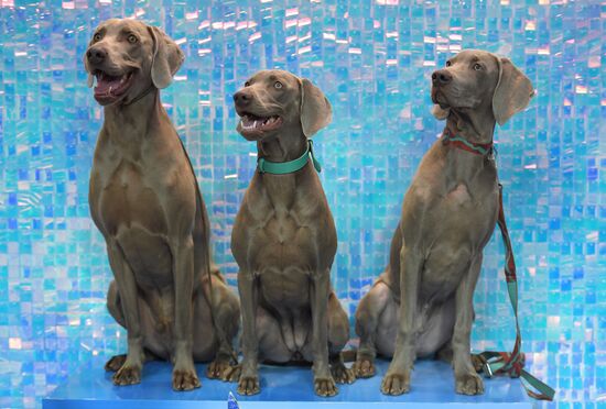 Выставки собак "Россия. Кубок РКФ 2020-2021" и "Россия. Кубок РКФ & Кубок Москвы-2022"