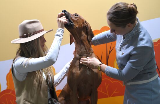 Выставки собак "Россия. Кубок РКФ 2020-2021" и "Россия. Кубок РКФ & Кубок Москвы-2022"