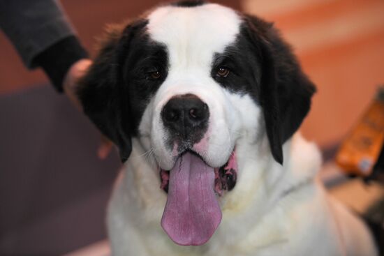 Выставки собак "Россия. Кубок РКФ 2020-2021" и "Россия. Кубок РКФ & Кубок Москвы-2022"