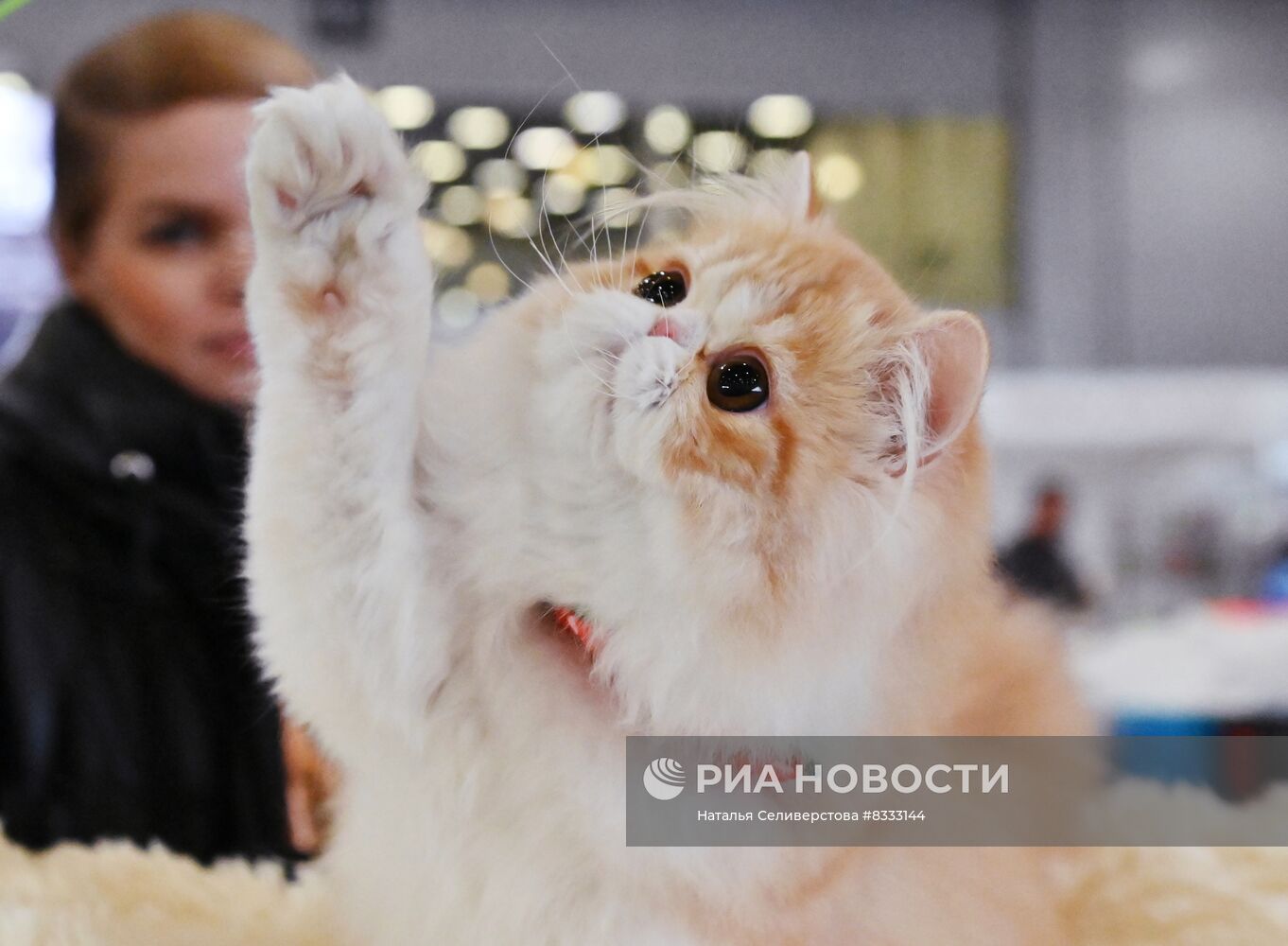 Международная выставка кошек Winter Cat Show