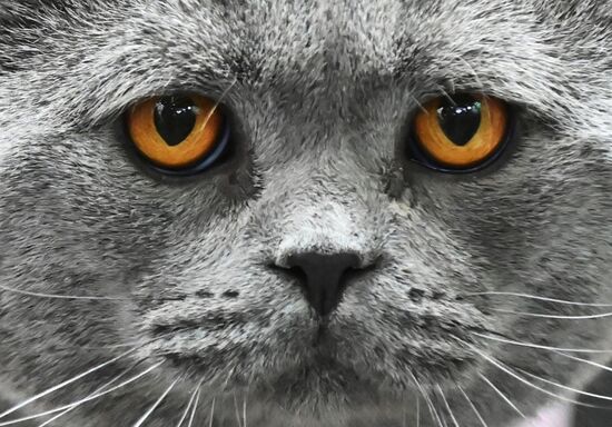Международная выставка кошек Winter Cat Show