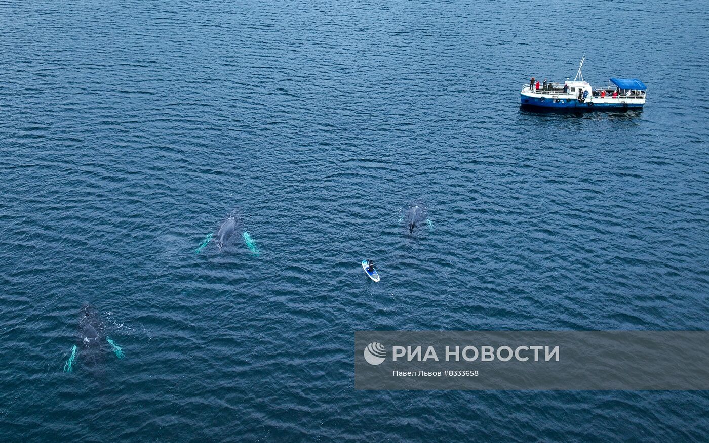 Киты у побережья Териберки