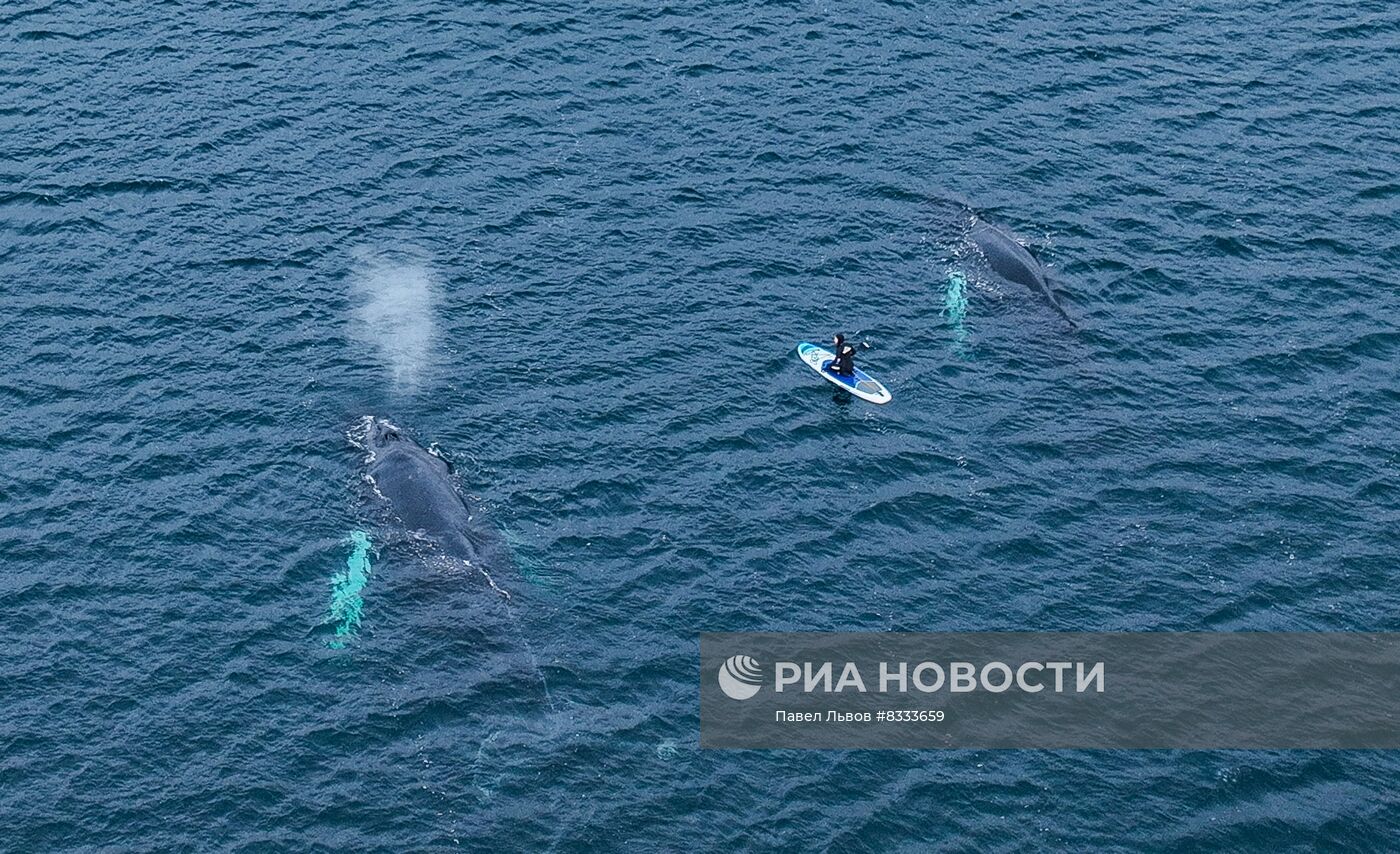 Киты у побережья Териберки