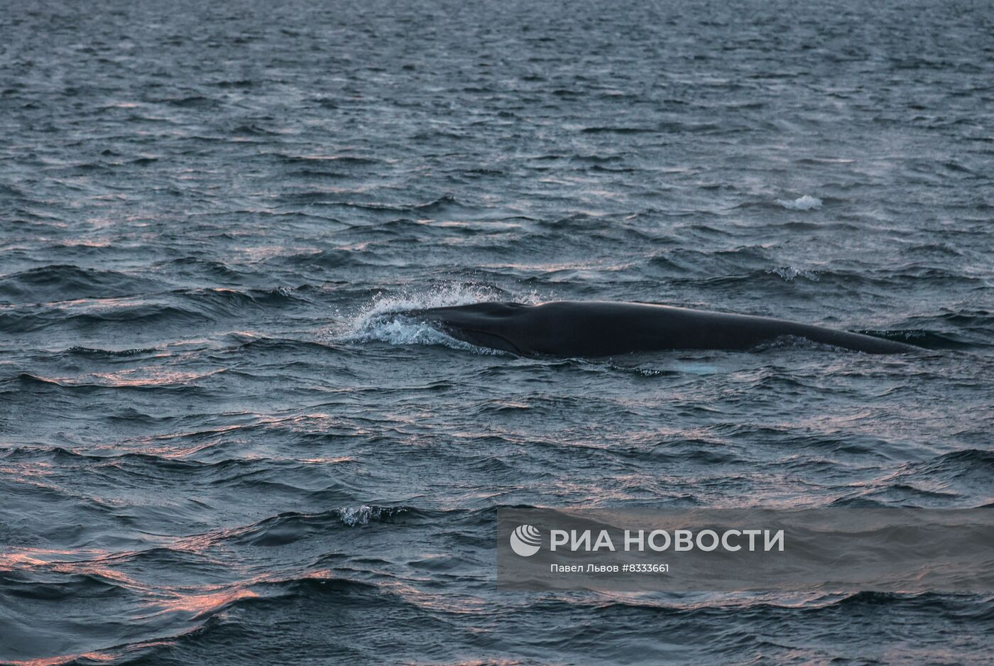 Киты у побережья Териберки