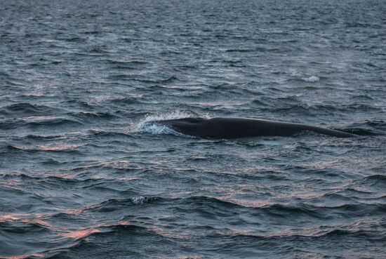 Киты у побережья Териберки