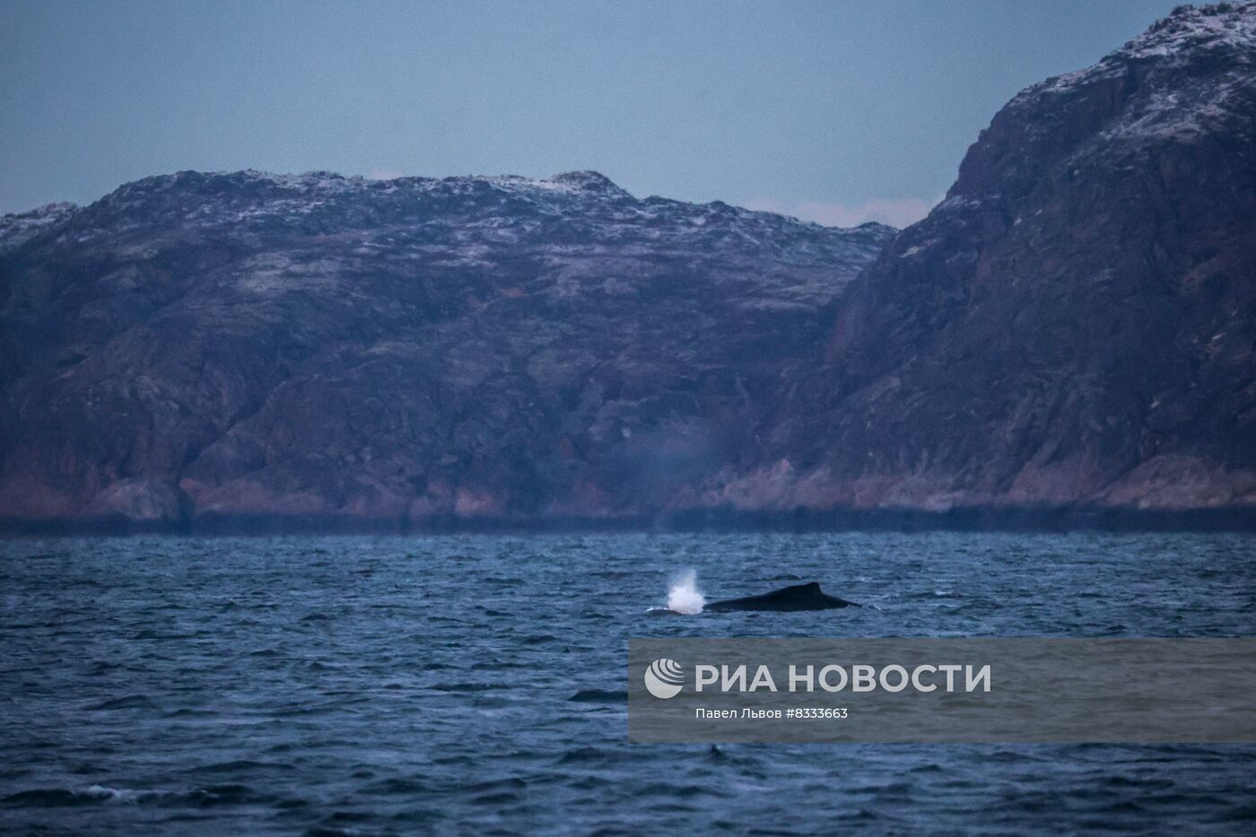 Киты у побережья Териберки