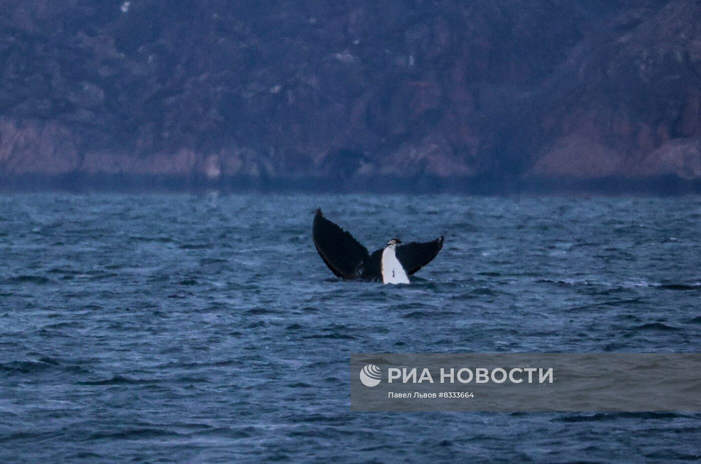 Киты у побережья Териберки