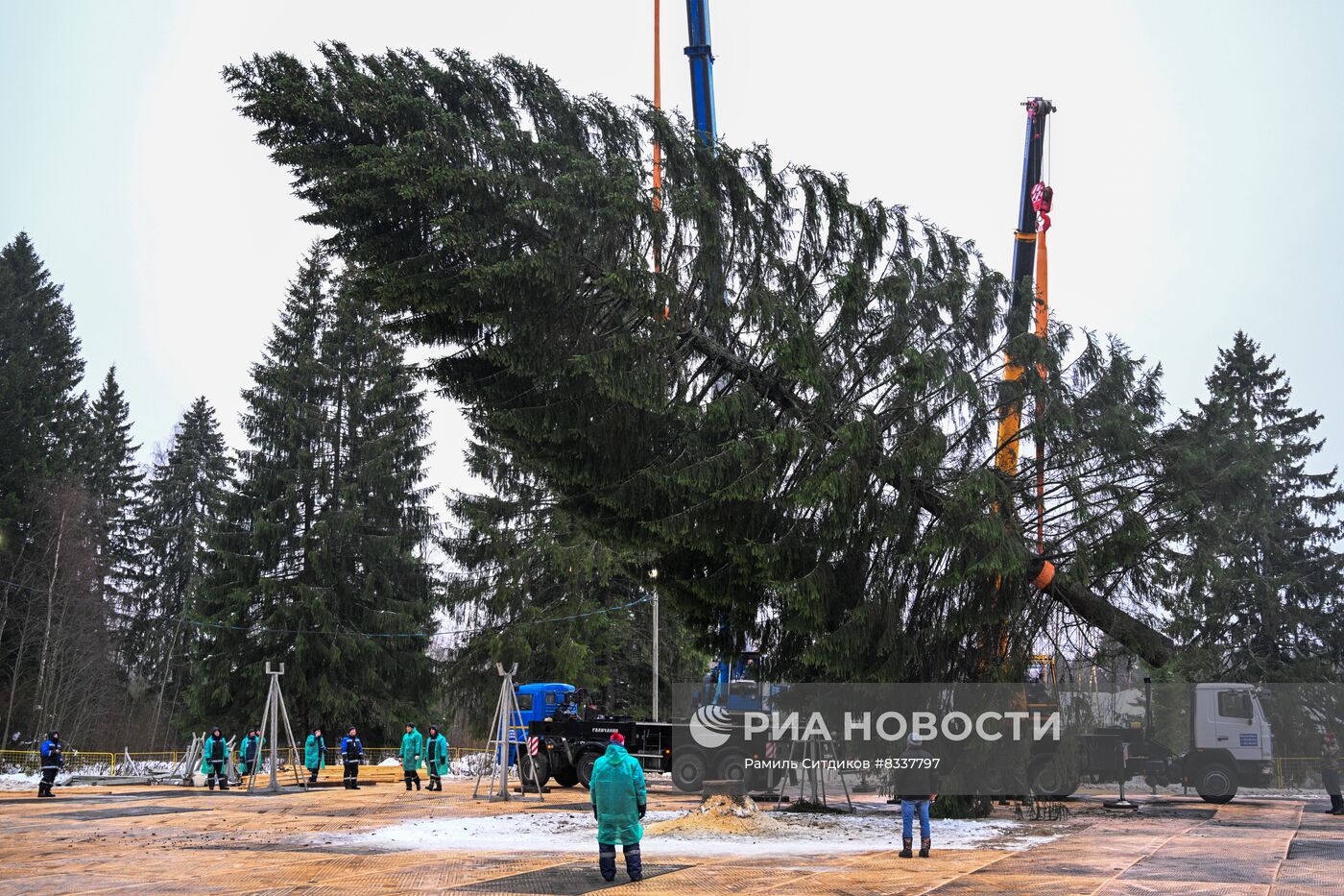 Рубка главной новогодней ели