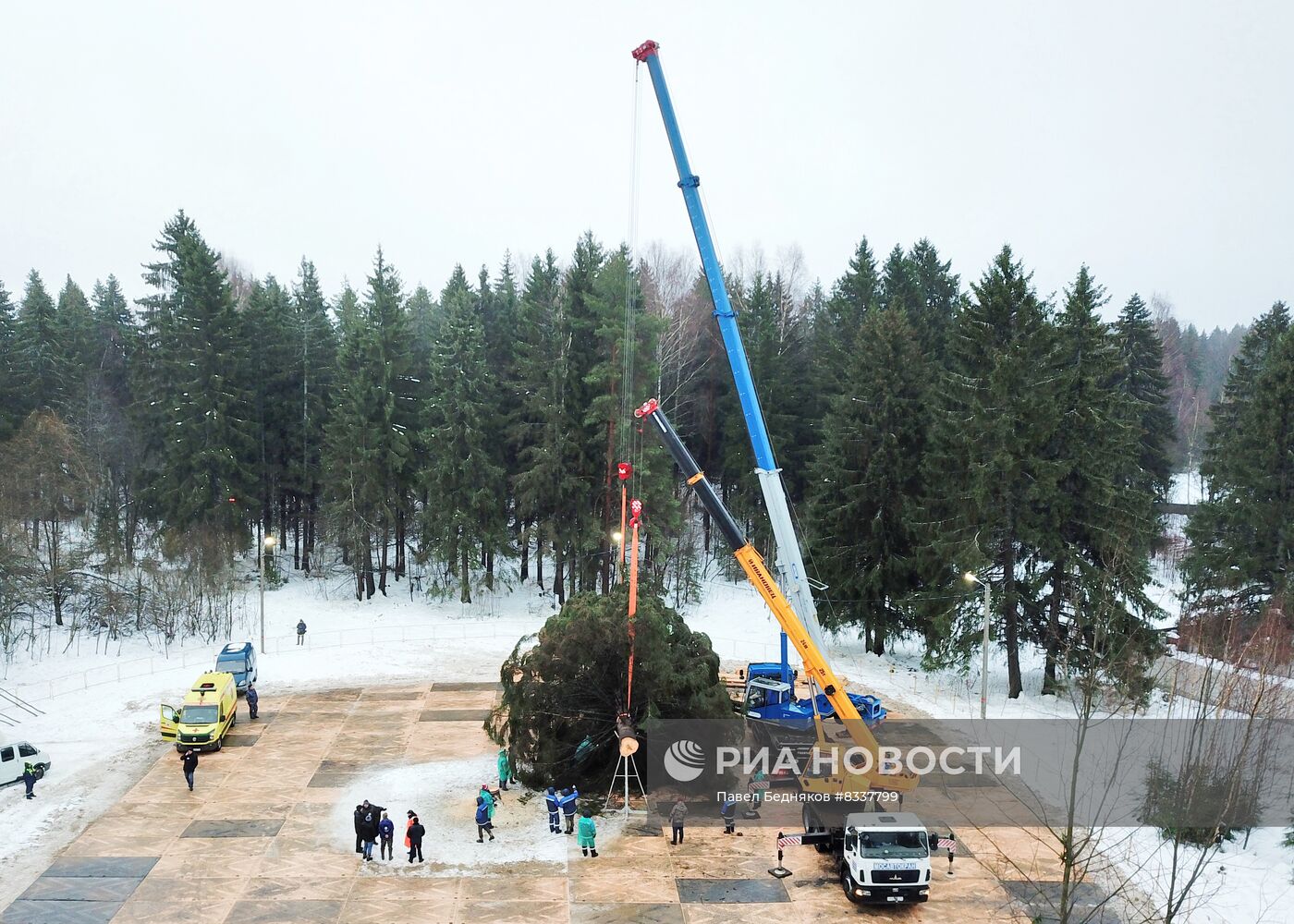 Рубка главной новогодней ели 