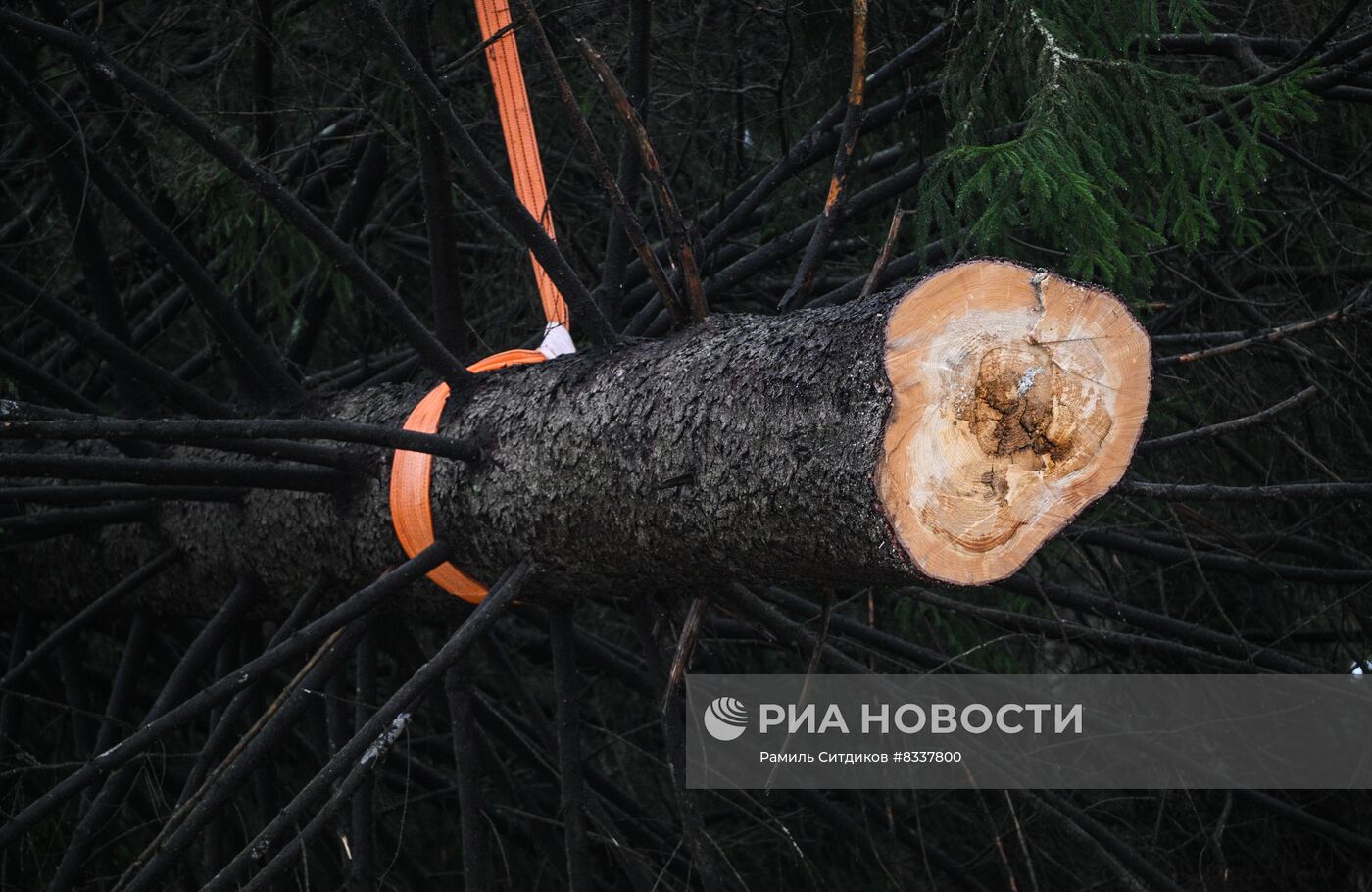 Рубка главной новогодней ели