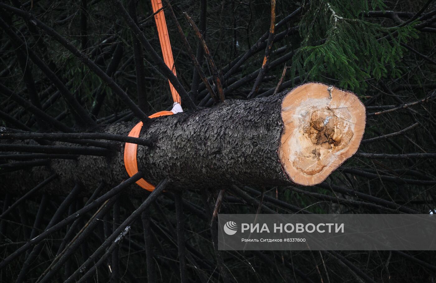 Рубка главной новогодней ели 