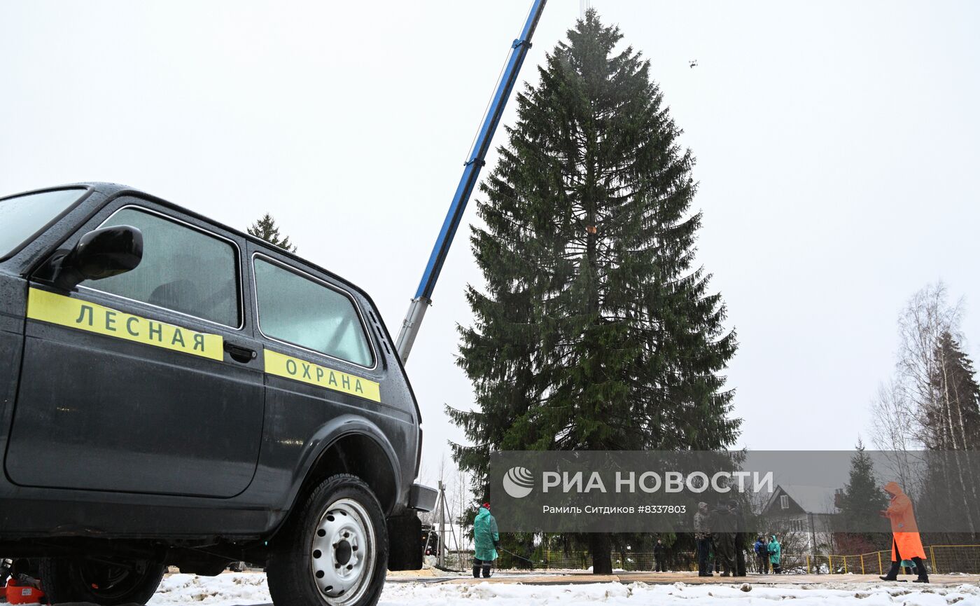 Рубка главной новогодней ели 