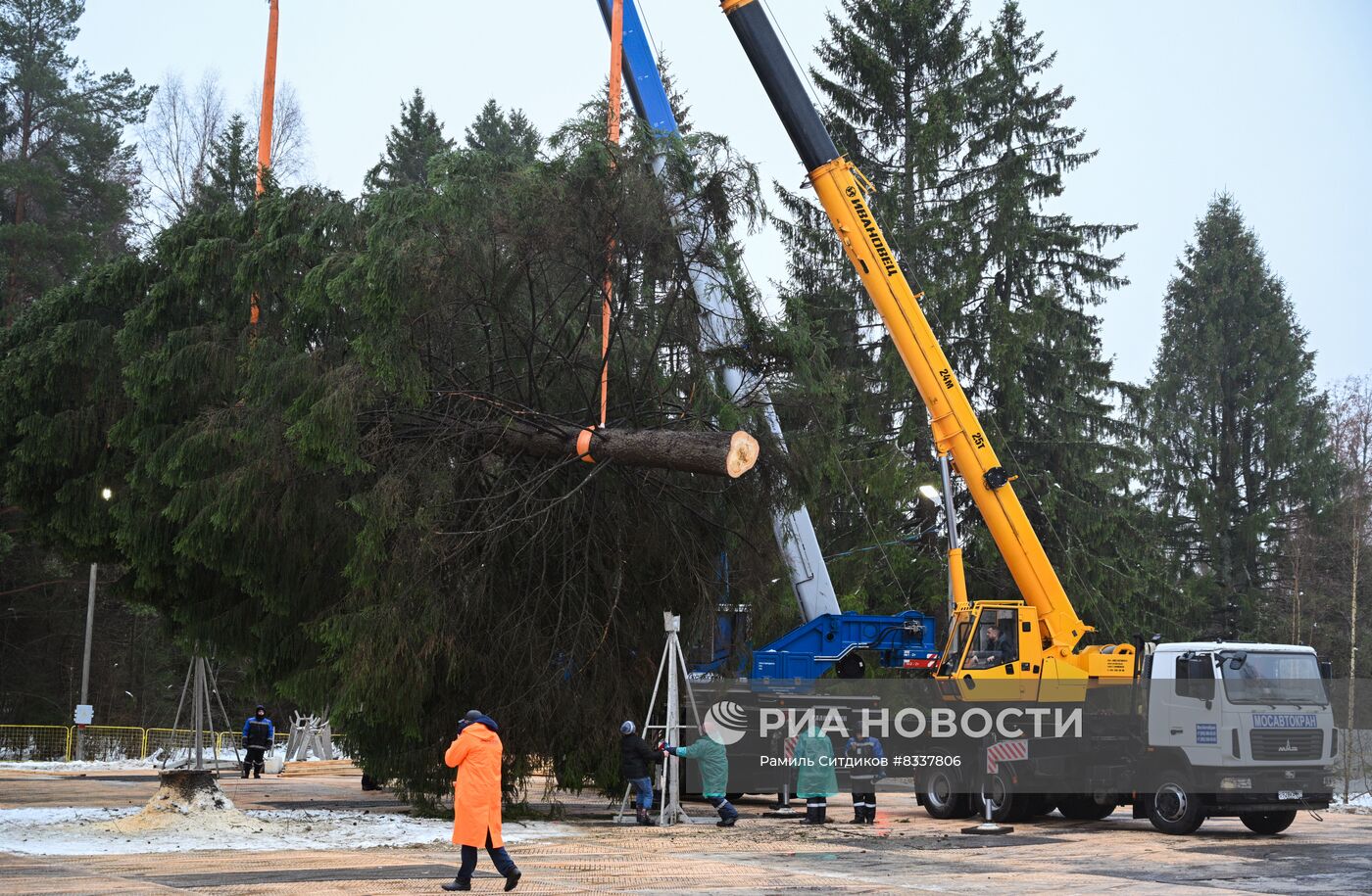 Рубка главной новогодней ели