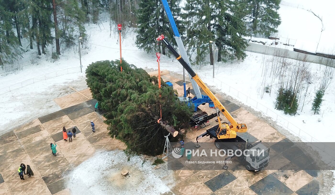 Рубка главной новогодней ели