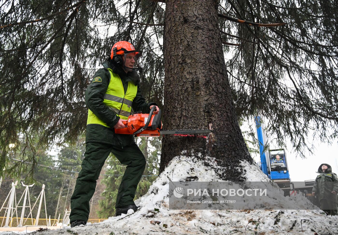 Рубка главной новогодней ели 