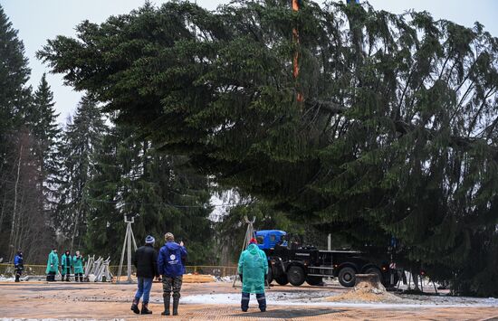 Рубка главной новогодней ели 