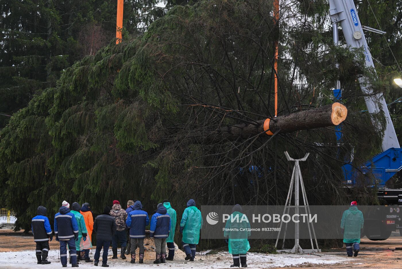 Рубка главной новогодней ели 