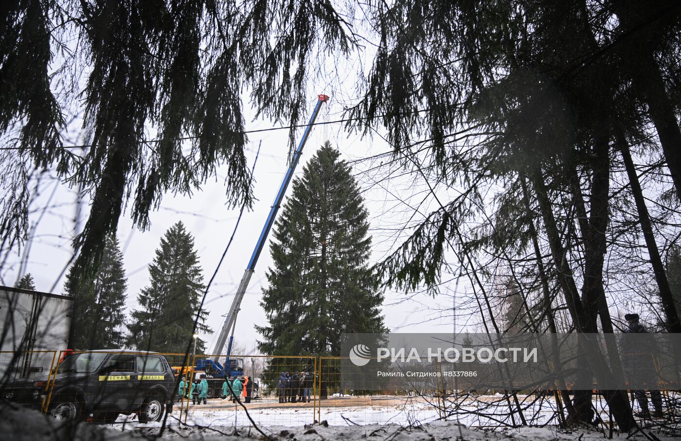 Рубка главной новогодней ели 