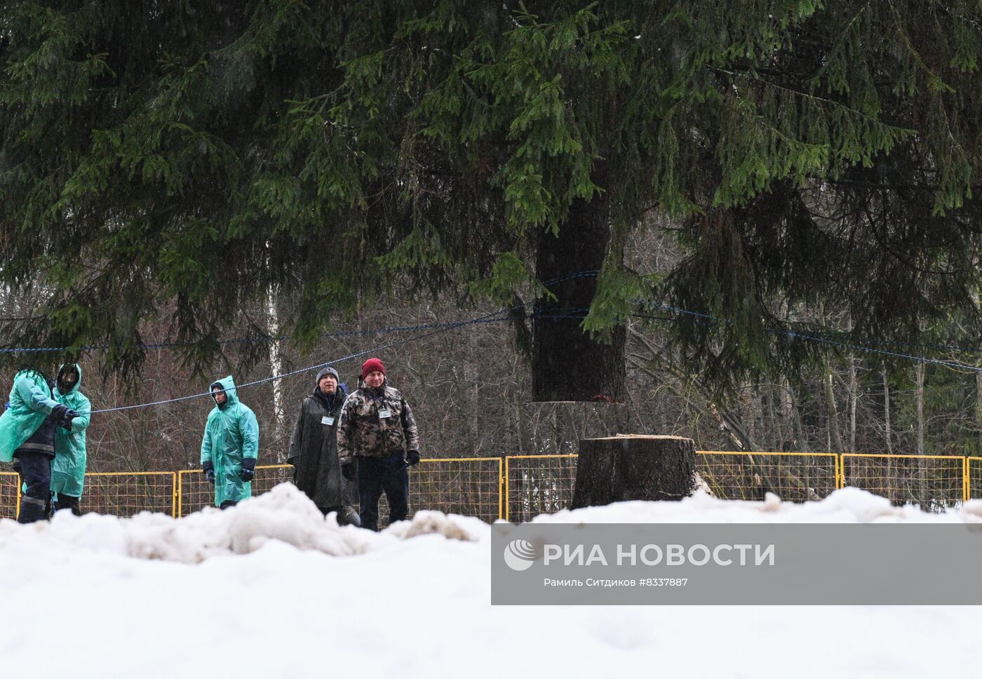 Рубка главной новогодней ели 