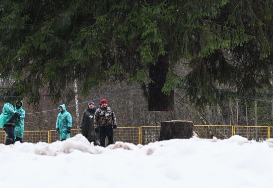 Рубка главной новогодней ели 