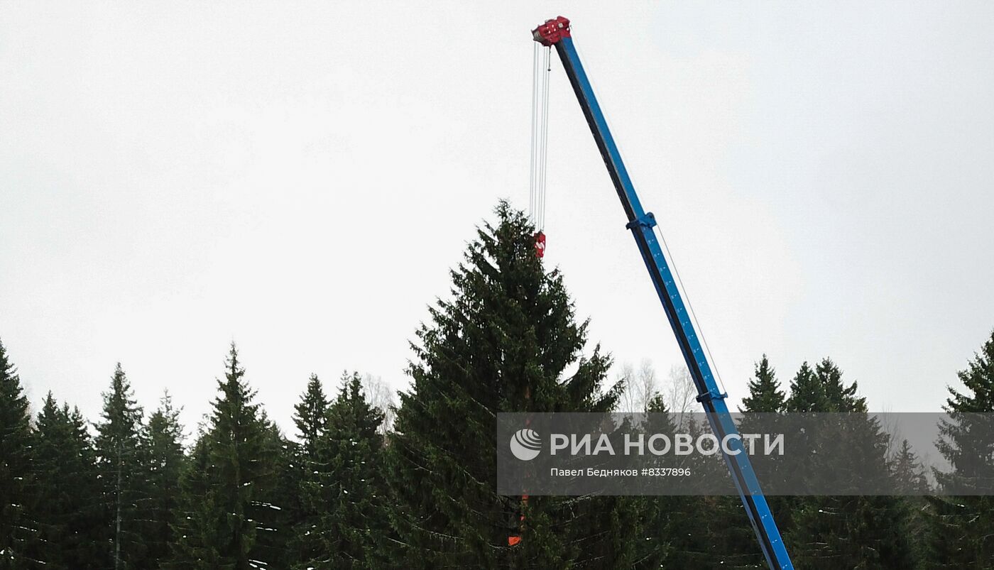 Рубка главной новогодней ели 