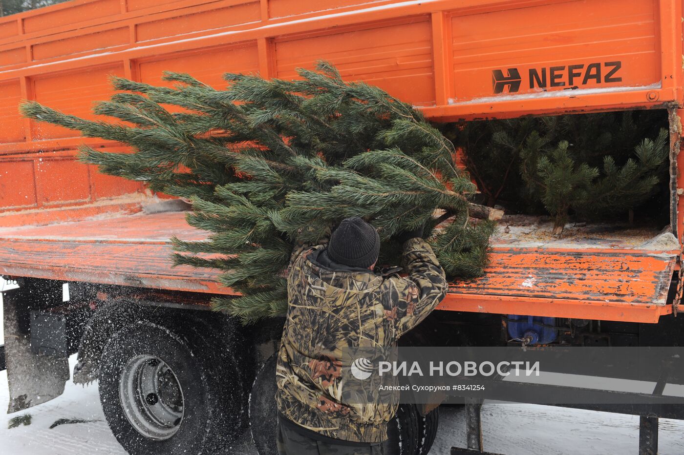 Лесоводство в Тамбовской области