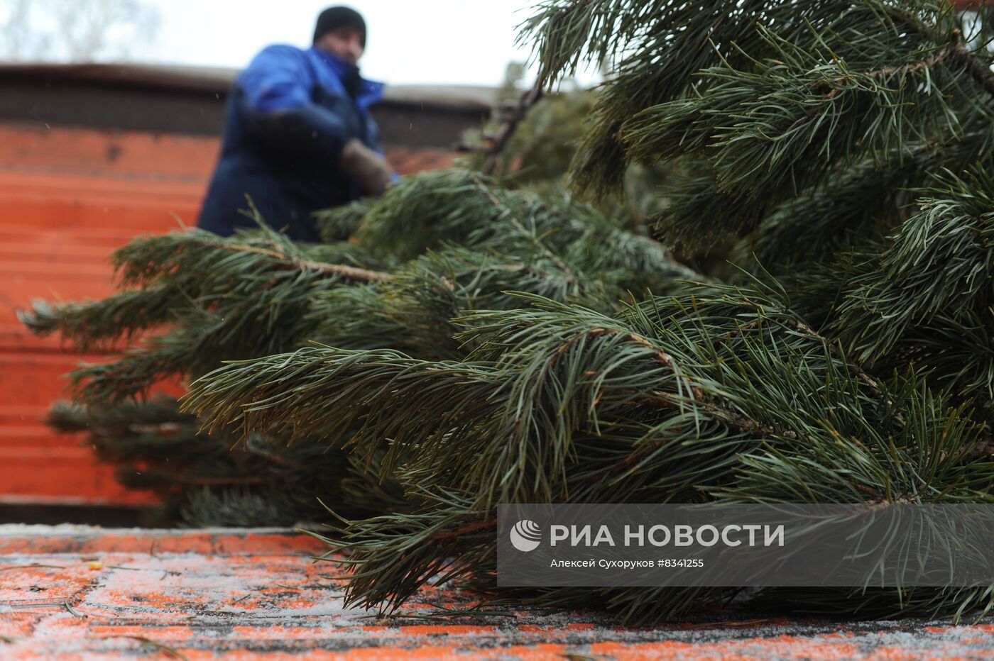 Лесоводство в Тамбовской области