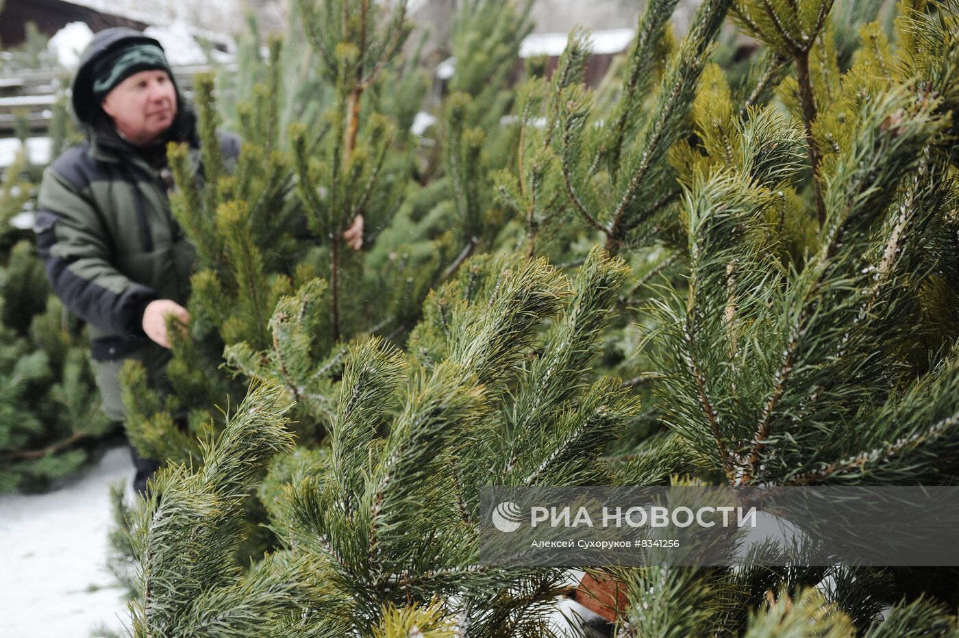 Лесоводство в Тамбовской области