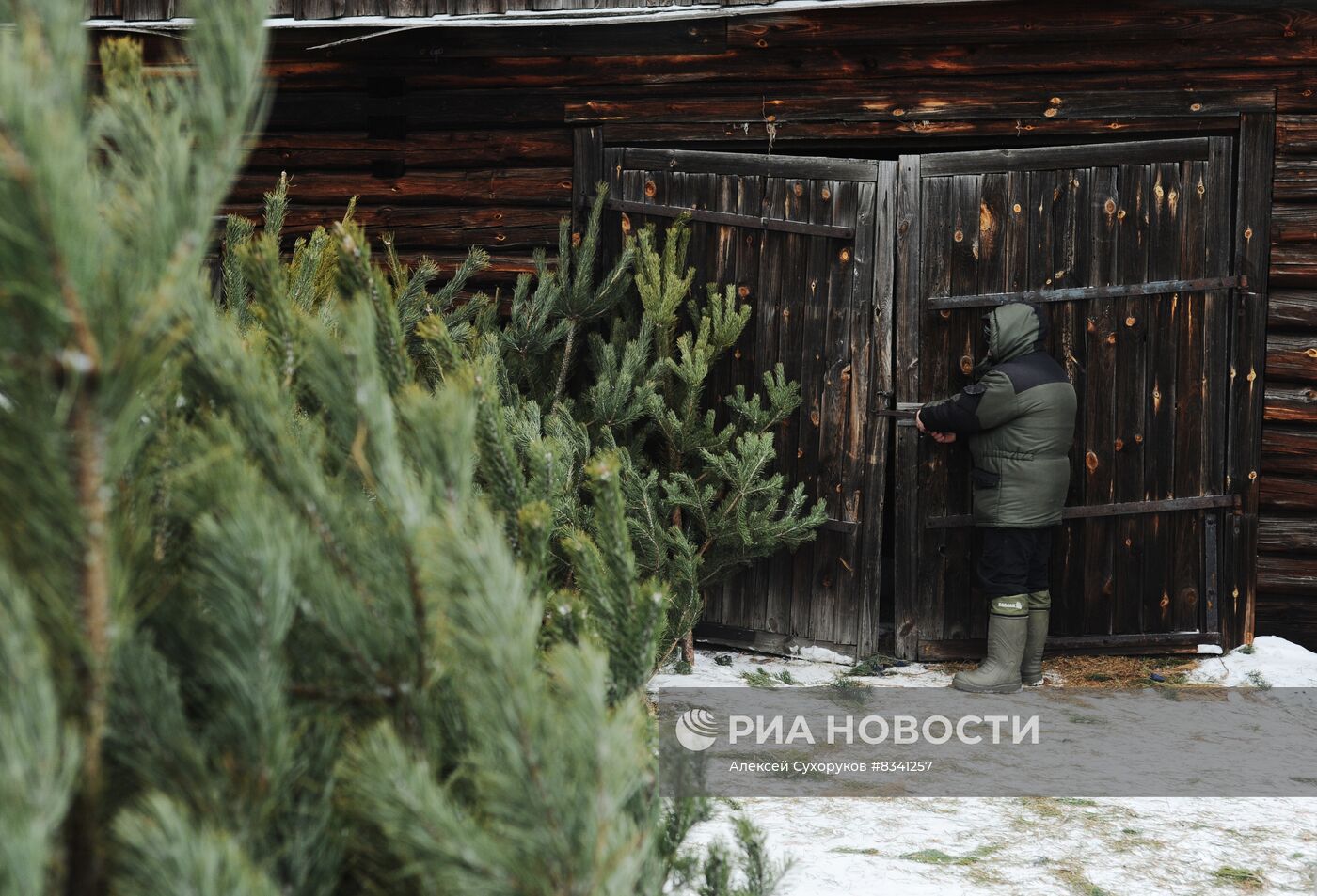 Лесоводство в Тамбовской области