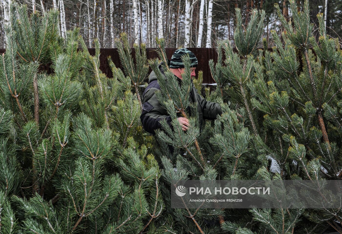 Лесоводство в Тамбовской области