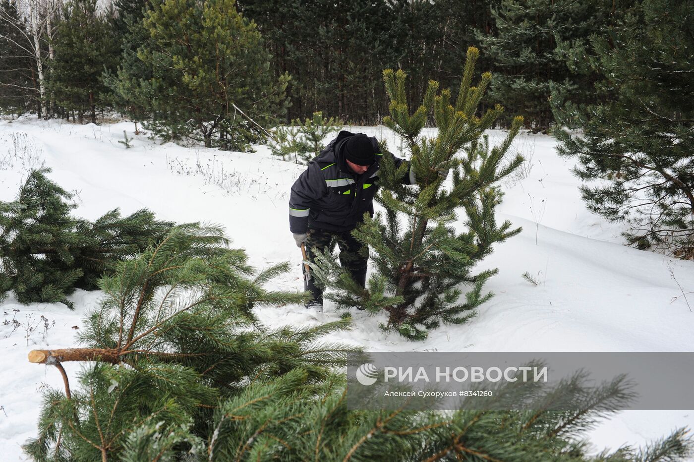 Лесоводство в Тамбовской области