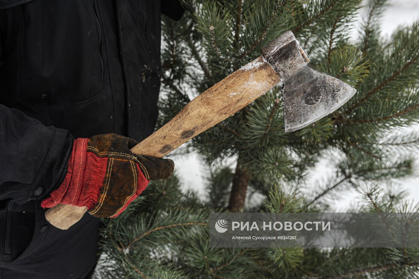 Лесоводство в Тамбовской области