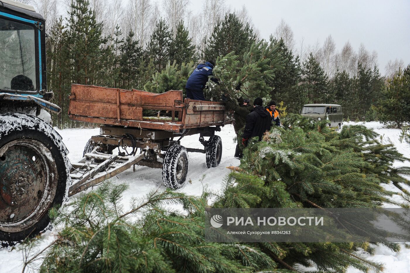 Лесоводство в Тамбовской области