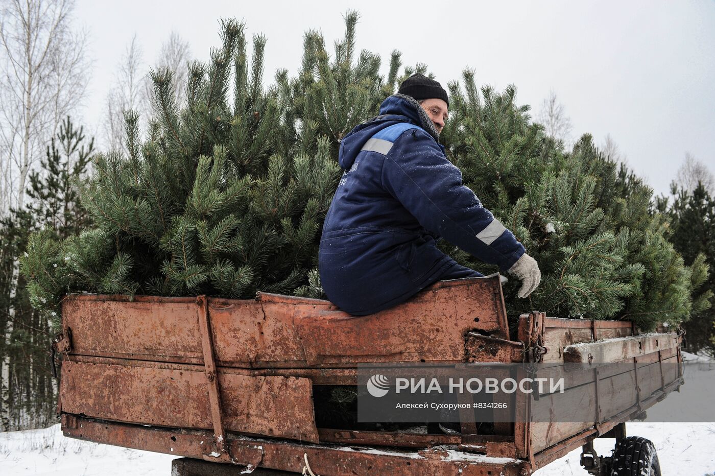 Лесоводство в Тамбовской области